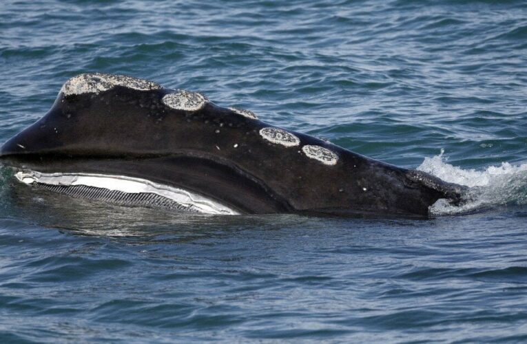 Up to 70 North Atlantic right whales were spotted in Cape Cod Bay